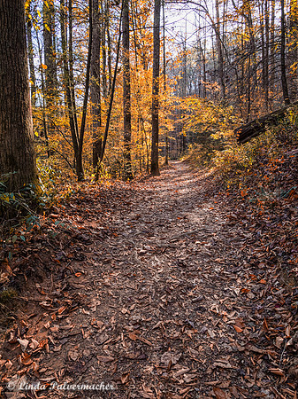 PB031148-Long Path To Gorge