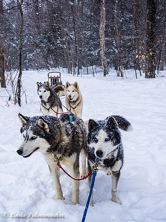 P2220199Dog Team
