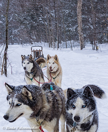 P2220199Dog team