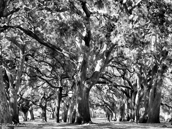 PA300756-Charleston Park